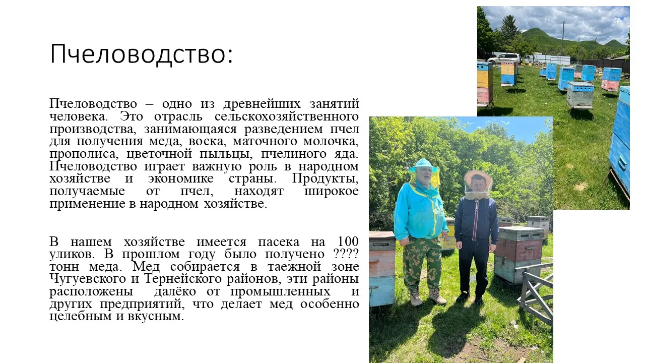 Исходный слайд заказчика о пчеловодстве: два абзаца текста и фотографии пасеки